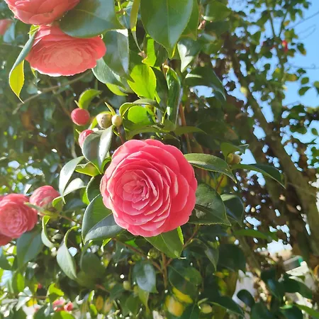 Chateau De Mont St Michel Bed & Breakfast 4*