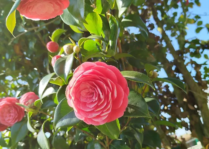 Chateau De Mont St Michel Bed & Breakfast 4*